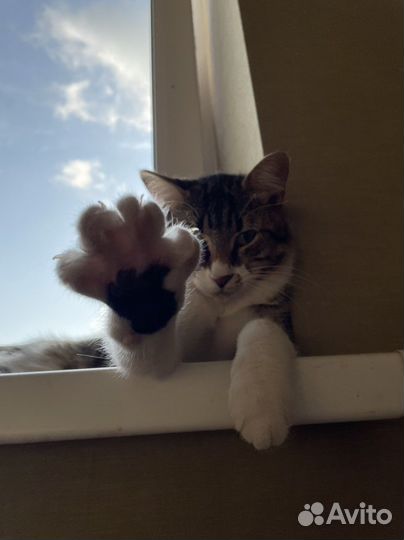 Кошки в добрые руки