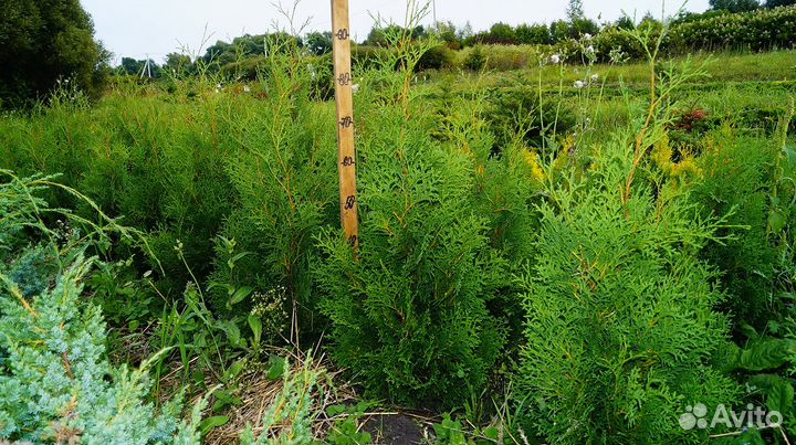 Туи для живой изгороди