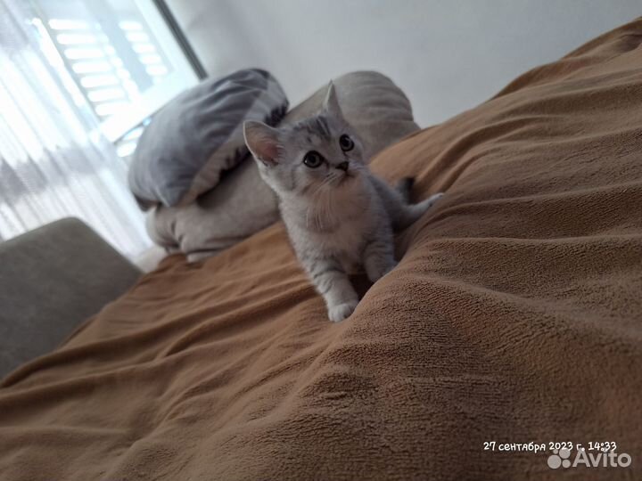 Шотландские котята