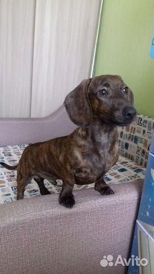 Мини такса (вязка)