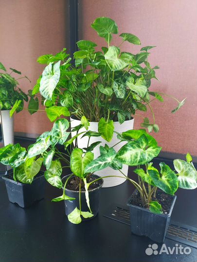 Сингониум обмен