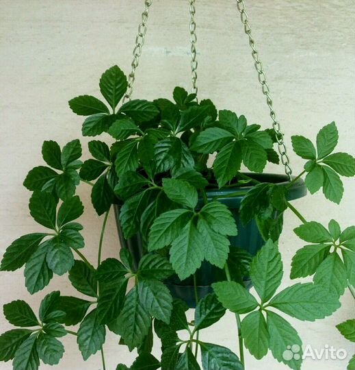 Циссус Стриата