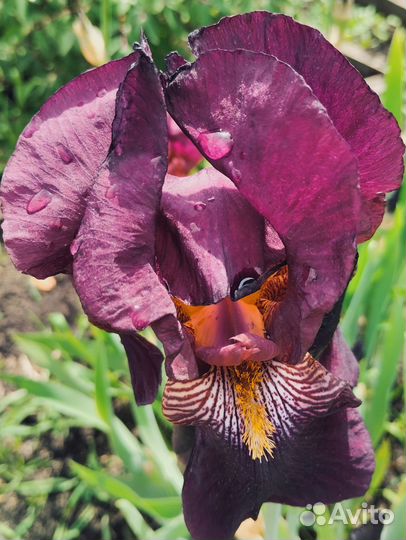 Ирисы бородатые