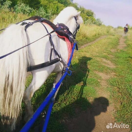 Конные прогулки