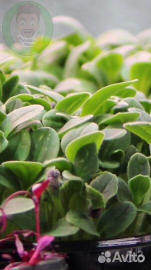 Семена микрозелени + обучение для дома