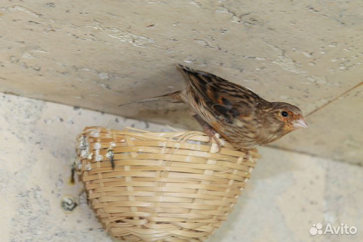 Молодой кенар