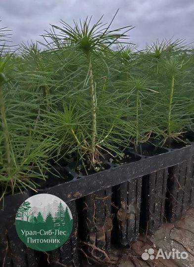 Сосна зкс окс сеянцы Ель Лиственница Голуб Горная