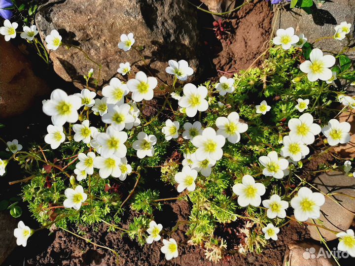 Садовые растения