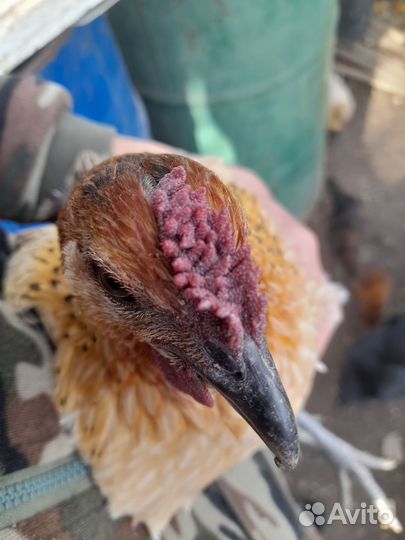 Цветное яйцо породных кур