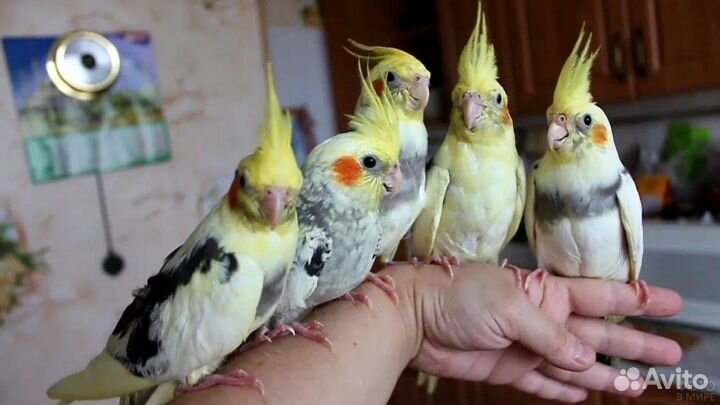 Корелла, Певчий попугай