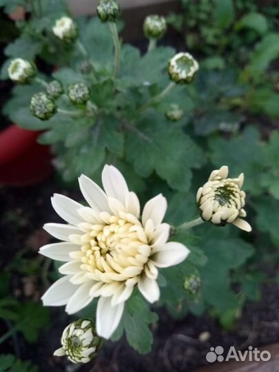 Хризантемы мультифлора