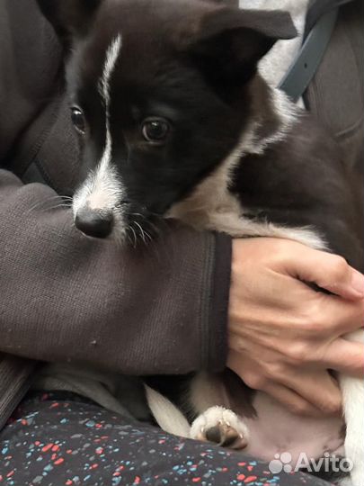 Отдам в добрые руки