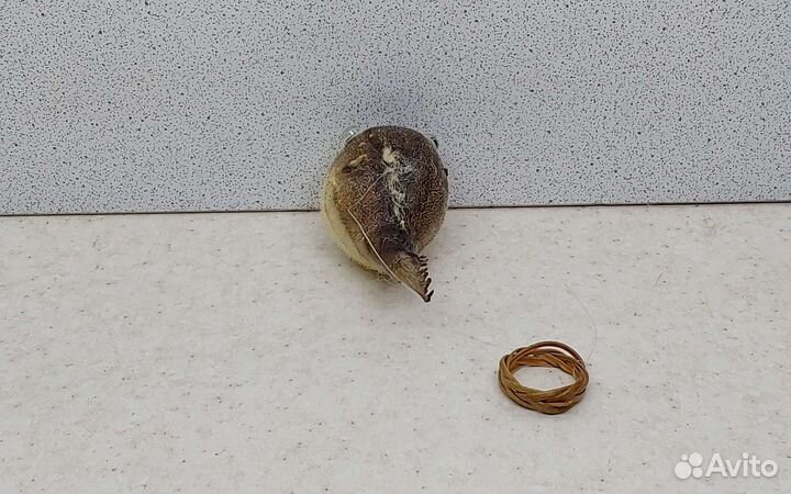 Рыба Попугай 6,6 морской сувенир подарок