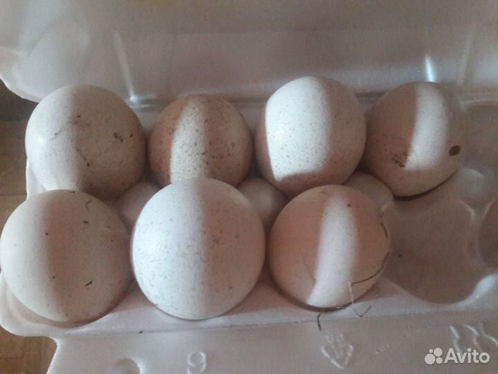Яйцо индюшиное