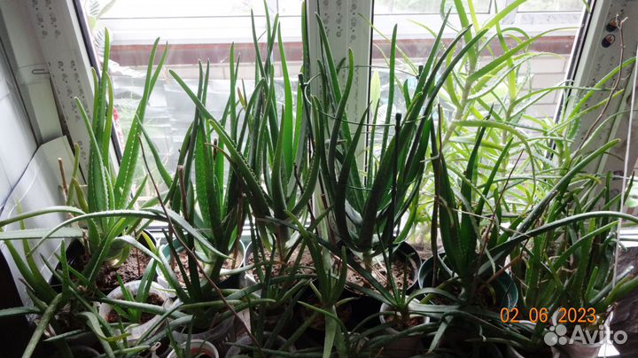 Алоэ Вера 2года, 2,5г., 4г. и 4,5лет., лекарствен