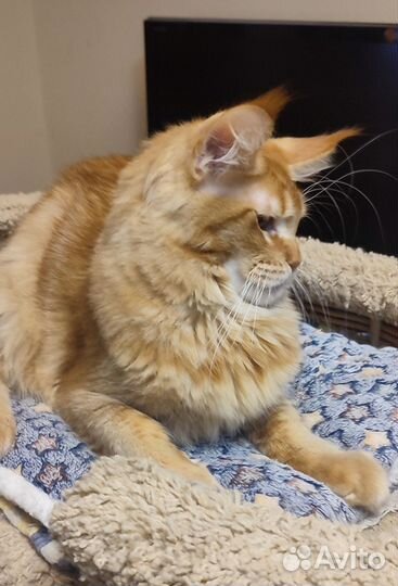 Гигант красный тиккированный 6 мес