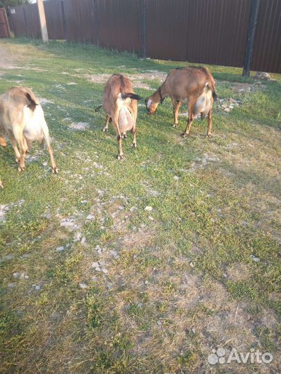 Продаются козлята