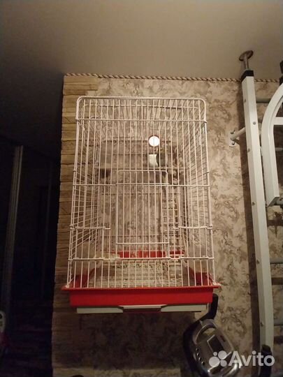 Попугай Корелла