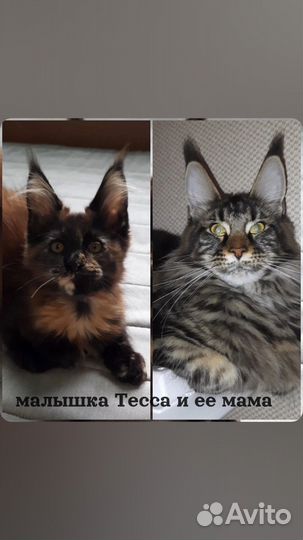 Мейн кун Котенок ушастаЯ красавица