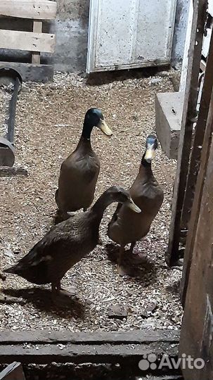 Семья индийский бегунок