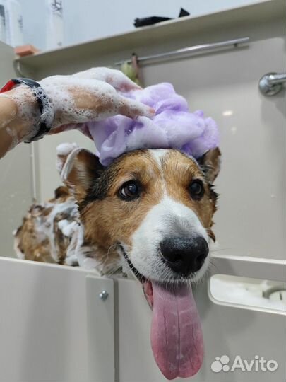 Груминг собак и кошек топовыми мастерами