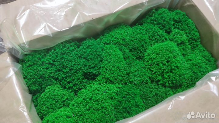 Стабилизированный мох производство премиум