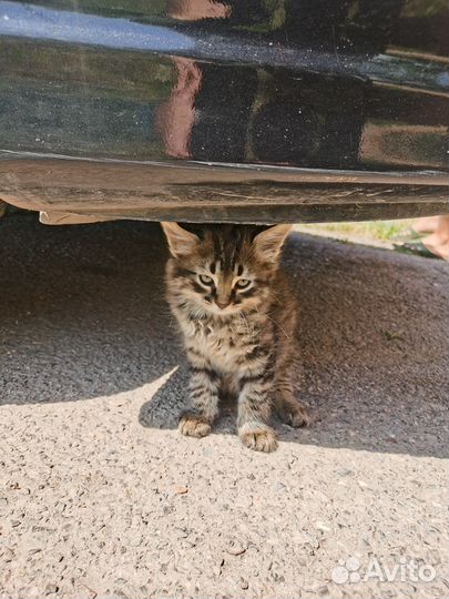 Отдам кошку бесплатно