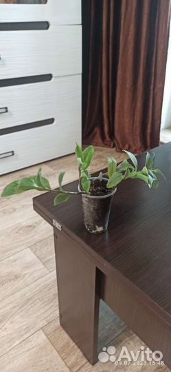 Традесканция зеленая