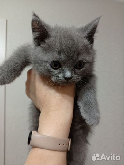 Шотландская вислоухая кошка бесплатно