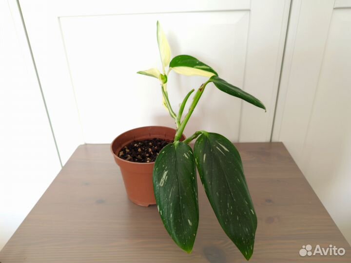 Филодендрон Кобра белая