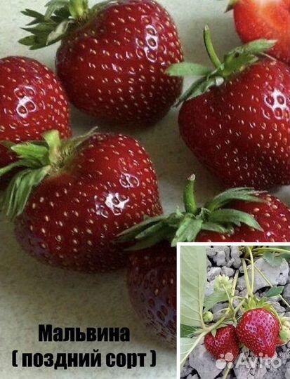 Рассада Клубники