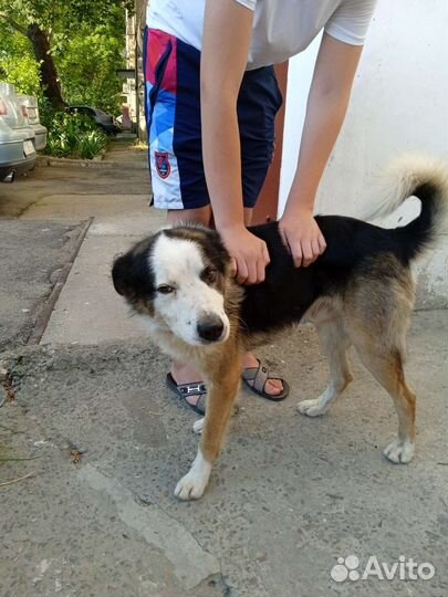 Собака в добрые руки