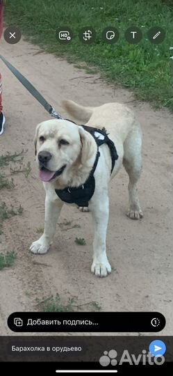 Кобель лабрадора вязка