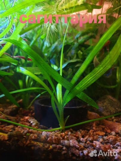 Пистия, гуппи, катушки, мелании