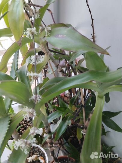 Душистая каллизия(золотой ус в народе)