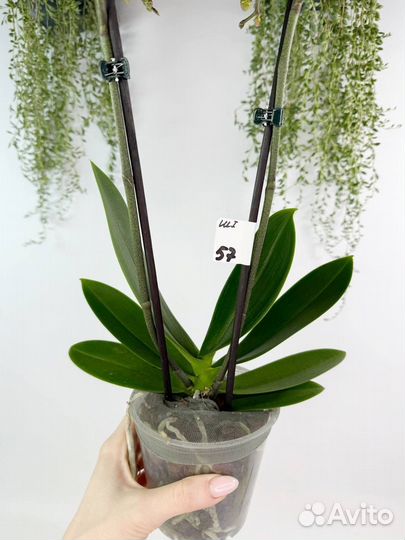 Орхидея фаленопсис Денвер бабочка