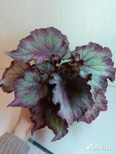 Бегония декоративно лиственная почтой