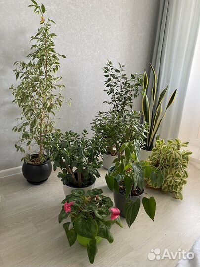 Комнатные растения