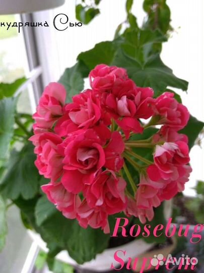 Пеларгонии сортовые