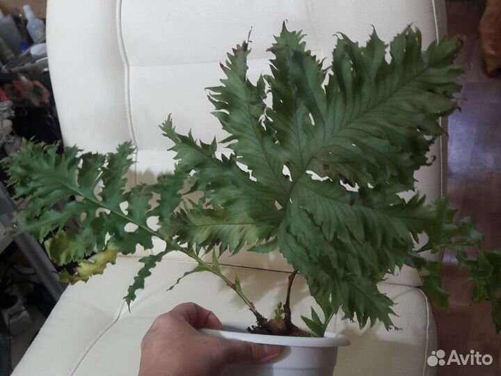 Папоротники,сингониумы сортовые