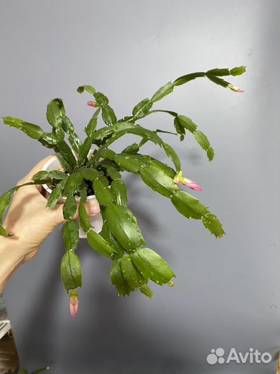 Декабрист Шлюмбергера Кусты с бутонами