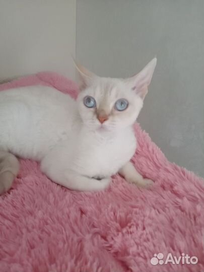 Девон-рекс кошка