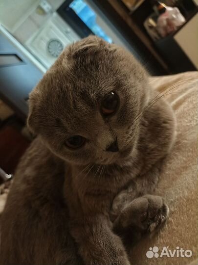 Шотландская кошка вязка