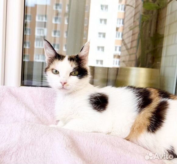 Печальная Кошка Сказка. В добрые руки