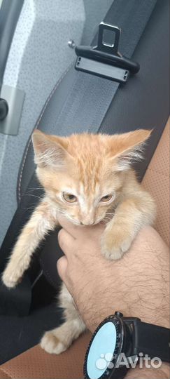 Котята ищут дом