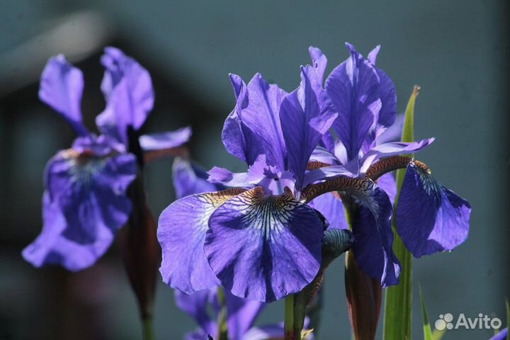 Ирисы японские, незабудки, маргаритки