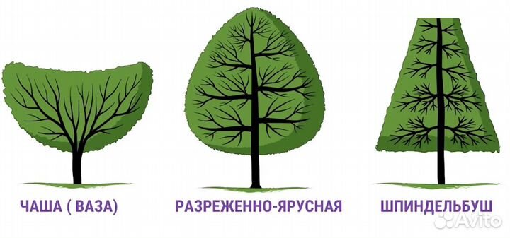 Обрезка плодовых деревьев