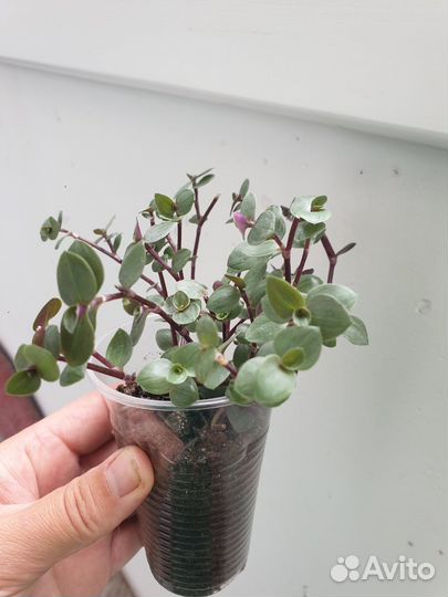 Комнатные цветы