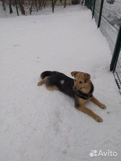 Кривулька Руся ищет дом (Овчарка-метис)