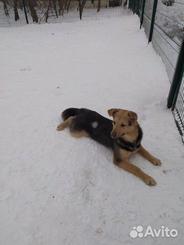 Кривулька Руся ищет дом (Овчарка-метис)